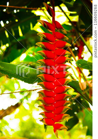 Heliconia rostrata inflorescence (lobster-claws) Heliconia rostrata inflorescence (lobster-claws) 116609268