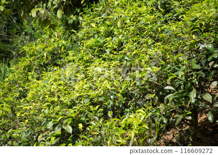 high mountain tea plantation in Sri Lanka 116609272