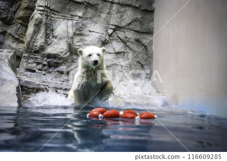 Baby polar bear jumping 116609285