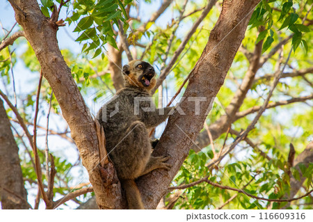 Crowned lemur (Eulemur coronatus) eating fruits Crowned lemur (Eulemur coronatus) eating fruits 116609316