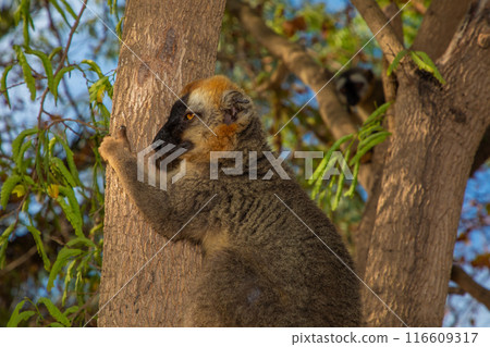 Red-bellied Lemur - Eulemur rubriventer, Cute primate. Red-bellied Lemur - Eulemur rubriventer, Cute primate. 116609317