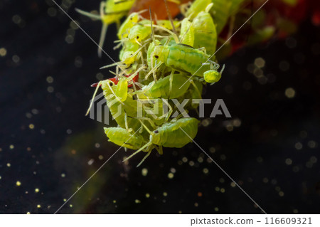 very close big macro portrait of aphids 116609321