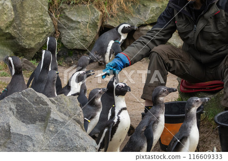 Invitation for a handshake with the curious Magellanic penguin Invitation for a handshake with the curious Magellanic penguin 116609333