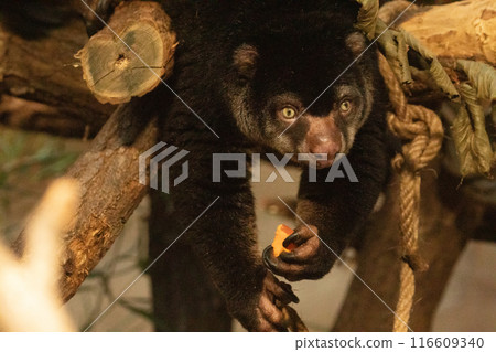 cute wild bear cuscus aulirops ursinus arboreal against blure background. 116609340