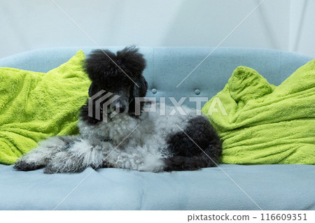 beautiful well-groomed gray and white poodle 116609351