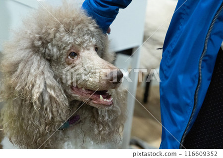 Head shot of adorable adult apricot brown poodle. Recently groomed. with mouth open 116609352