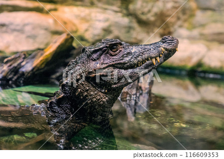 Caiman in the water. The yacare caiman Caiman yacare 116609353