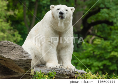 Polar Bear takes a rest 116609354