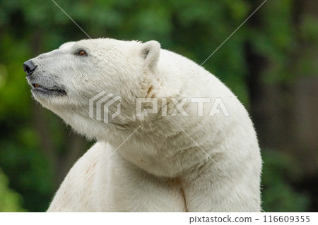 Polar Bear takes a rest 116609355