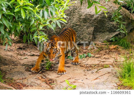 Sumatran tiger family with two little cubs 116609361