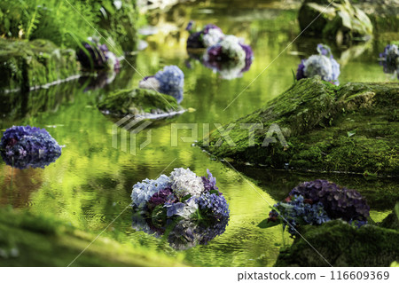 Kamado Shrine: Floating hydrangea decorations on the pond 116609369