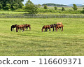 grazing 116609371