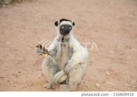 Verreaux's white sifaka with dark head Madagascar island fauna. 116609416