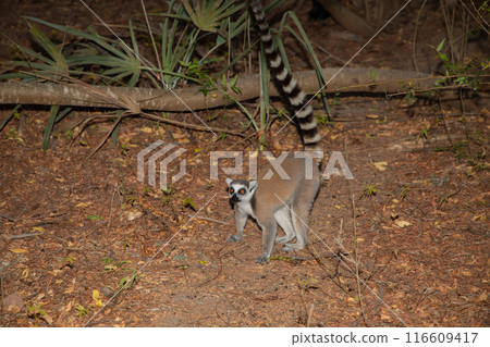 Ring-tailed lemur on Madagascar island fauna. 116609417