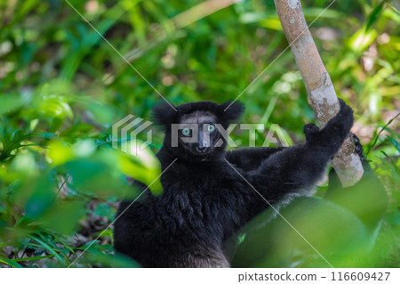 Lemur Indri indri, babakoto largest lemur from Madagascar 116609427