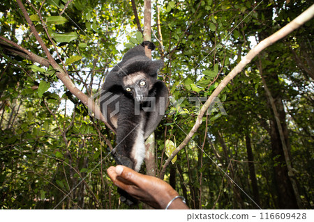 Lemur Indri indri, babakoto largest lemur from Madagascar 116609428
