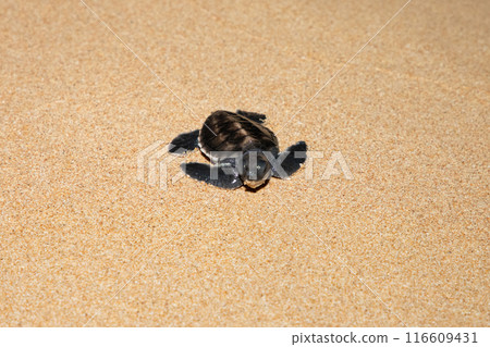 baby sea turtle goes to the water, towards ocean 116609431