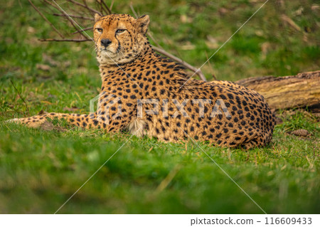 cheetah resting on green grass, very close eye contact. cheetah resting on green grass, very close eye contact. 116609433