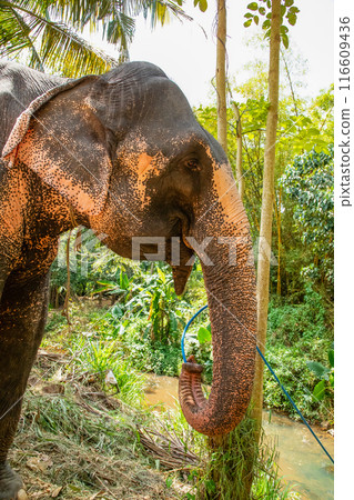 large Asian elephant with specific skin color, large Asian elephant with specific skin color, 116609436
