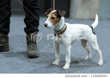 Jack russel terrier with woman Jack russel terrier with woman 116609443