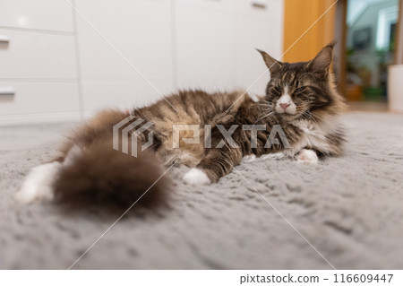 beautiful large domestic Maine Coon cat 116609447