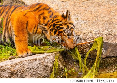 Sumatran tiger family with two little cubs 116609454