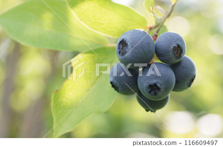 藍莓 藍莓 116609497