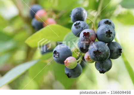 藍莓 藍莓 116609498