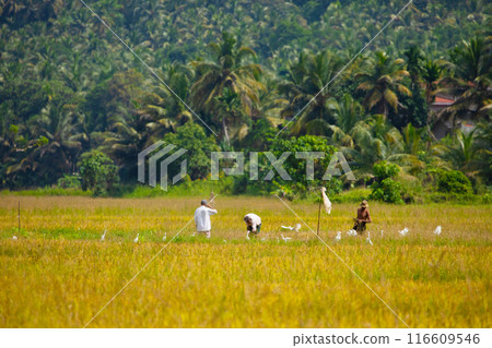 several unrecognizable men working in rice field 116609546