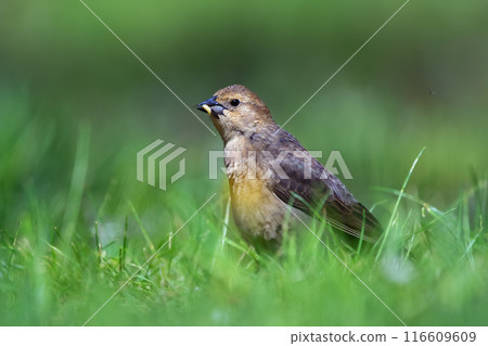 Female Brown-headed cowbird is foraging in green grass. 116609609