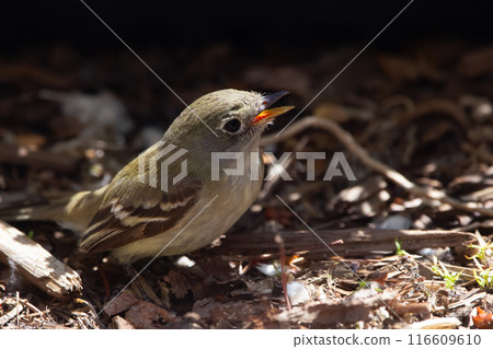 Least flycatcher with open beak is sitting on the mulched ground. 116609610