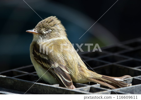 Least flycatcher is resting on the black garden box in spring. 116609611