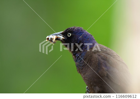 Common grackle with full mouth of worms sitting on reeds. 116609612