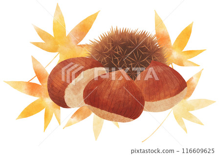 秋天的樹葉和栗子的秋天圖像插圖（帶毛刺）水彩觸摸 116609625