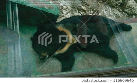 wild animal asia asian wildlife bear black nature himalayan mammal big brown cute wild animal asia asian wildlife bear black nature himalayan mammal big brown cute 116609640