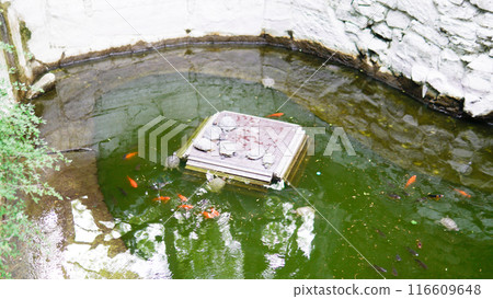asian fish nature background carp red koi colorful japan animal beautiful gold water 116609648