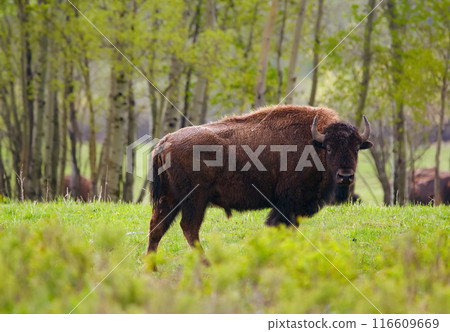 Male bison is grazing in the green grassland around trees in spring. Male bison is grazing in the green grassland around trees in spring. 116609669