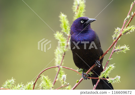 Common grackle is sitting on a willow branch at the pond in spring. Common grackle is sitting on a willow branch at the pond in spring. 116609672
