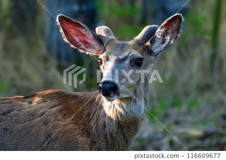 Mule deer with little velvet horns is in the summer forest. Mule deer with little velvet horns is in the summer forest. 116609677