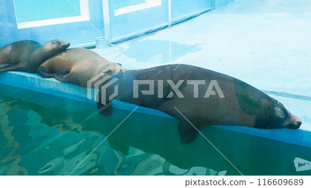 beach cute seal wild marine mammal nature animal wildlife sea water ocean face 116609689