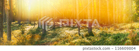 Sun Shining Through Forest Trees Woods. Sunset Sunrise In Summer Forest Landscape. Panoramic Pine Forest On Bright Sunny Autumn Day. Forest Bathed In Sun. Copy Space, Copy-space. Merry Autumn Season 116609804