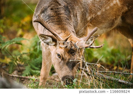 Fallow Deer Doe female Or Dama Dama Grazes In Meadow At Edge Of Forest. European Wildlife Nature. Wild Animals Of Europe, America And Scandinavia. Young Fallow Deer Fallow Deer Doe female Or Dama Dama Grazes In Meadow At Edge Of Forest. European Wildlife Nature. Wild Animals Of Europe, America And Scandinavia. Young Fallow Deer 116609824