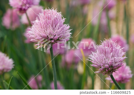 Bright pink chives flowers with green leaves. 116609825