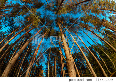 Sky Stars Above Crowns Of Pines Trees Woods. Night Natural Starry Sky Above Woods. Night Landscape With Dramatic Sky With Shining Stars. Bottom view. Trees trunks and deep dark night sky Sky Stars Above Crowns Of Pines Trees Woods. Night Natural Starry Sky Above Woods. Night Landscape With Dramatic Sky With Shining Stars. Bottom view. Trees trunks and deep dark night sky 116609826