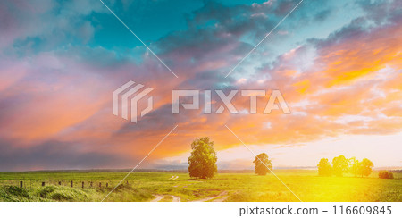 Trees In summer Field. Agricultural Rural Landscape during sunset sunrise. panorama Trees In summer Field. Agricultural Rural Landscape during sunset sunrise. panorama 116609845