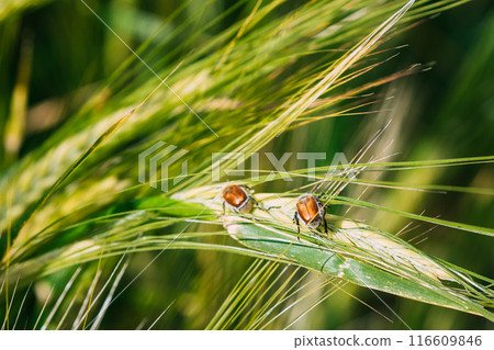 Insects Pest Of Agricultural Crops Grain Beetles On Wheat Ear On Background Of Wheat Field. Bread Beetle, Or Kuzka Anisoplia Austriaca Is Beetle Of Lamellar Family, Dangerous Pest Of Cereals 116609846