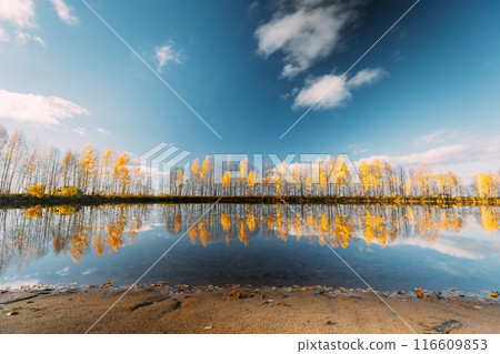 Autumn Forest woods lake. Amazing Landscape Woodland. wide angel, tranquil Autumn River Landscape At Sunset. Sun Shine Over Blue Water Lake Or River At Sunrise. Nature At Sunny Morning. Woods With 116609853