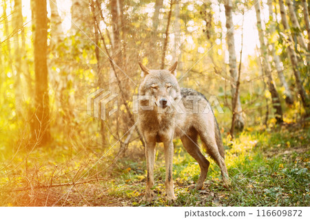 Forest Eurasian Wolf, Scientific Name - Canis Lupus In Natural Environment. Forest In Autumn Season. Natural Habitat. Gray Or Grey Wolf Also Known As Timber Wolf. 116609872