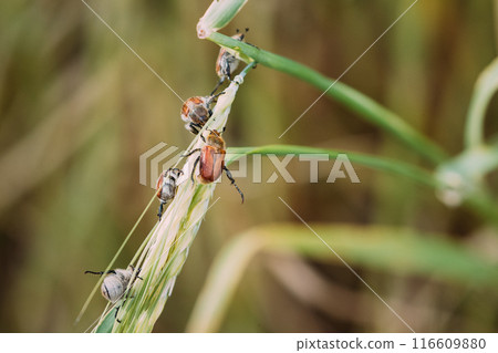 Insects Pest Of Agricultural Crops Grain Beetles On Wheat Ear On Background Of Wheat Field. Bread Beetle, Or Kuzka Anisoplia Austriaca Is Beetle Of Lamellar Family, Dangerous Pest Of Cereals Insects Pest Of Agricultural Crops Grain Beetles On Wheat Ear On Background Of Wheat Field. Bread Beetle, Or Kuzka Anisoplia Austriaca Is Beetle Of Lamellar Family, Dangerous Pest Of Cereals 116609880