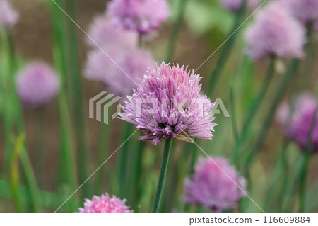 Bright pink chives flowers with green leaves. 116609884